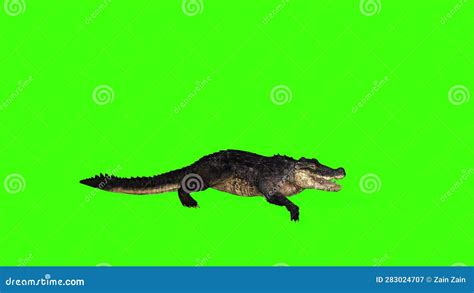 One 3d Alligator Running Fast Side View On The Green Screen Loop
