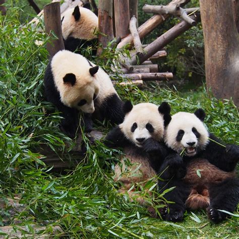 Giant Panda Breeding Research Base Xiongmao Jidi 청두 Giant Panda