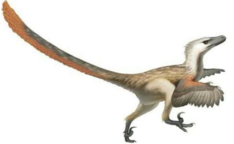 Velociraptor ⚪jurassic Park Amino⚪ Amino