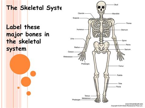Major Bones In The Human Body Overview Of Skeleton Learn