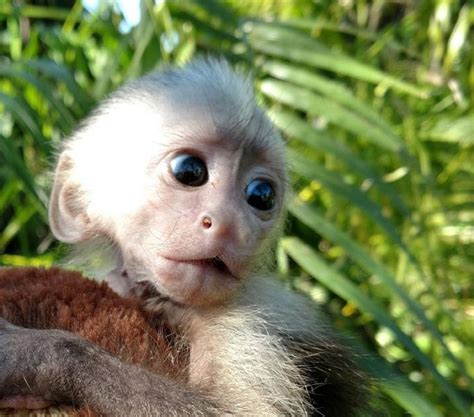 Baby Capuchin Monkey For Sale Canthoflatdesign