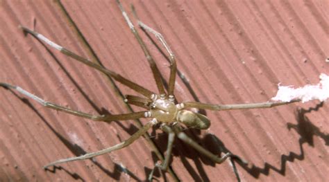 Southern House Spider South Carolina Public Radio