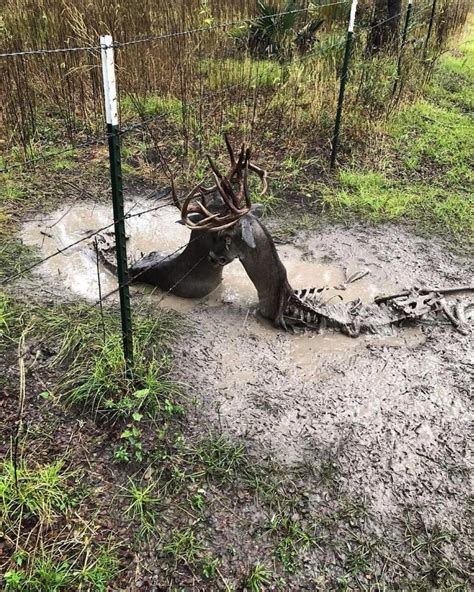 Heartbreaking Plight Trapped Deer Endures Profoundly Painful