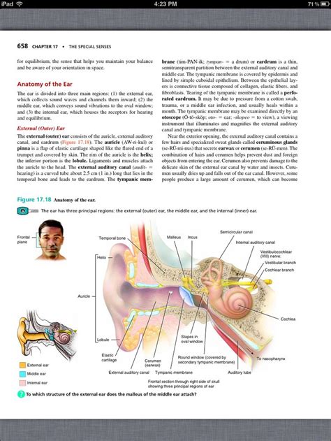 Principles Of Anatomy And Physiology Chapter 17 The Special Senses