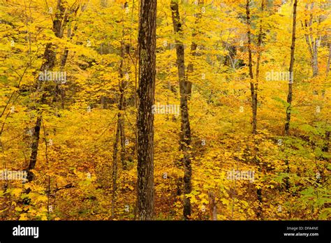 Sugar Maple Forest Algonquin Provincial Park Ontario Stock Photo Alamy