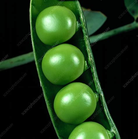Peas In A Pod Stock Image C0236957 Science Photo Library