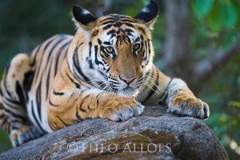 17 Months Old Bengal Tiger Cub Lying On Rock Theo Allofs Photography