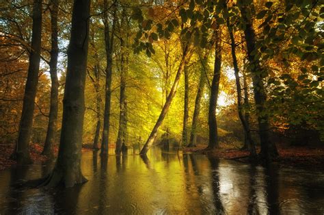 Wallpaper Sunlight Trees Landscape Fall Leaves Water Nature