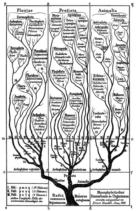 The Evolutionary Tree Of Life Is Dying Creation Moments