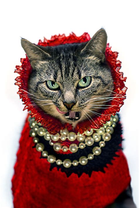 Cat Diagnosed With Feline Leukaemia Turned Into A Fashion