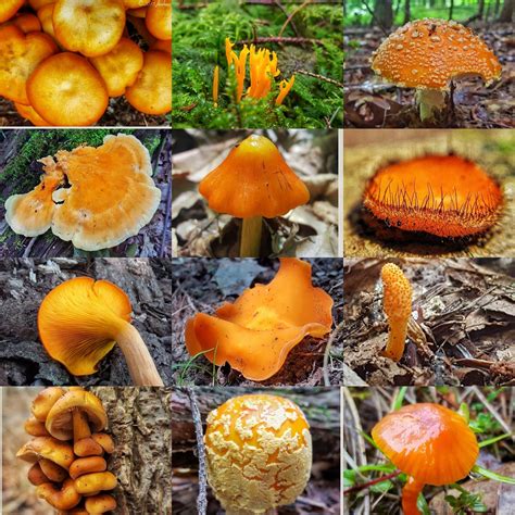 Orange Mushroom Collage The Nature Treasure Hunt