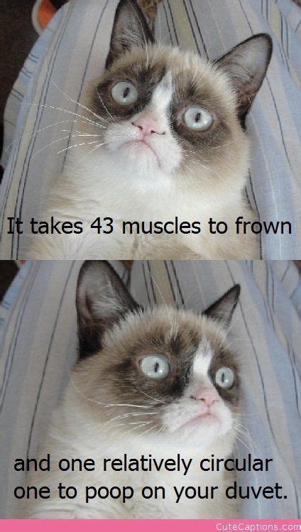 701 Best Life Is Good Not Tard The Grumpy Cat Images On Pinterest