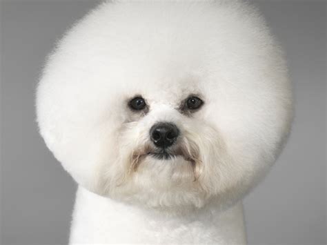 Portrait Of A Dog Breed Bichon Frise Wallpapers And Images Wallpapers