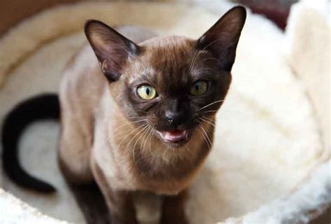 cat breeds   friendliest personalities readers digest asia