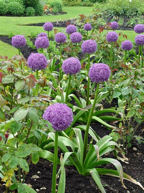 Allium Globemaster Garden Housecalls