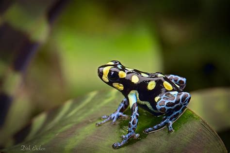 Tropical Poison Dart Frog Photograph By Dirk Ercken