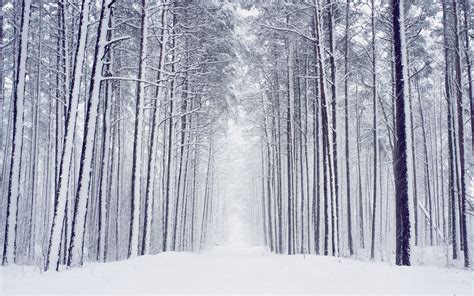 22 Winter Pictures View Beautiful Images Of Winter Scenes