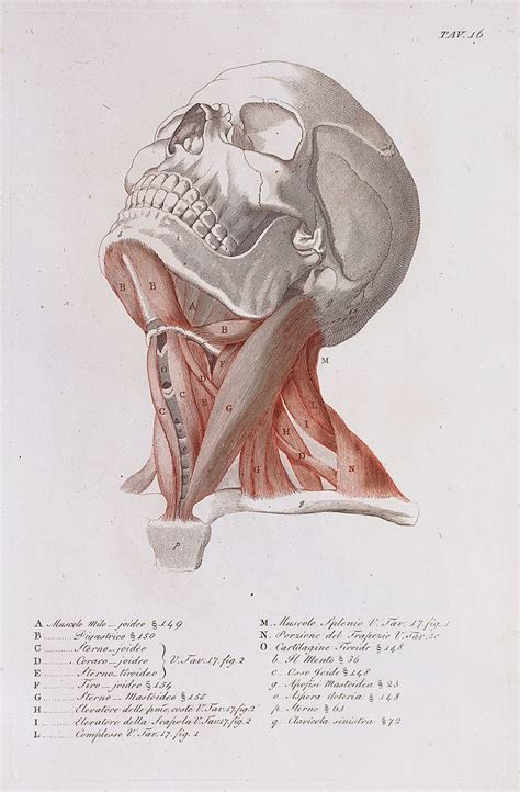 Anatomical Diagram Of The Muscles Of The Neck Anatomy Art Human
