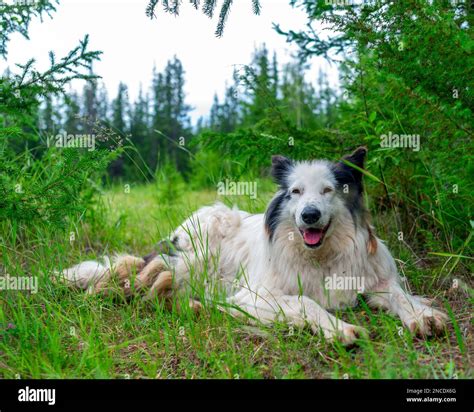 An Old White Dog Of The Yakut Laika Breed Lies On The Green Grass In
