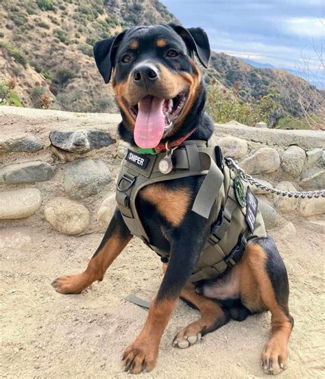 Rottweiler Tail Docking Everything You Need To Know Faq