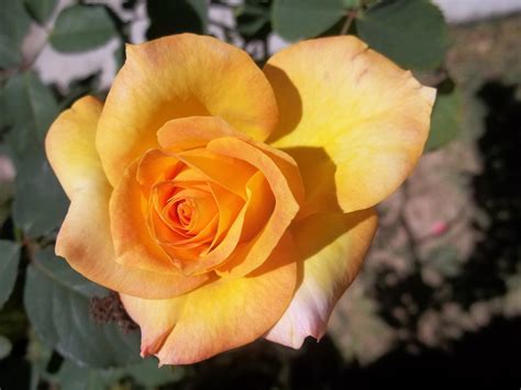 Rosa Nature Beauty · Free Photo On Pixabay