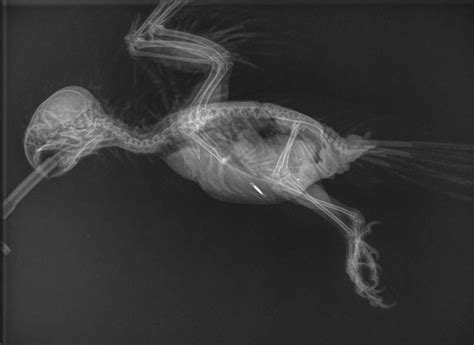 Avian And Exotic Diagnostic Imaging Bbevs