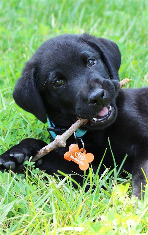 Teething Puppies Like This Little Black Lab Pup Often Chew On Toys And