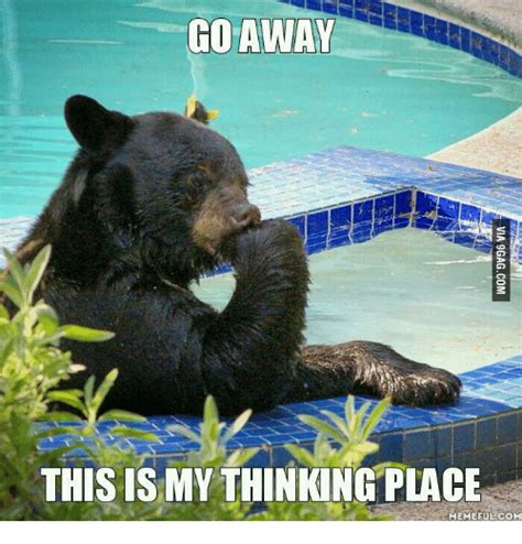 The above meme mimics our. 19 Hilarious Black Bear Meme That Make You Smile | MemesBoy