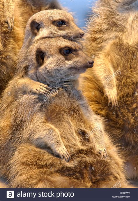 Meerkats Hugging Stock Photos And Meerkats Hugging Stock Images Alamy