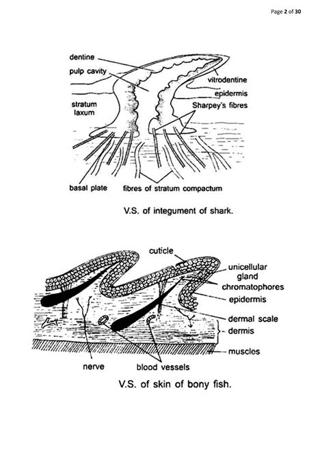Solution Comparative Anatomy Of Integument In Chordates Studypool