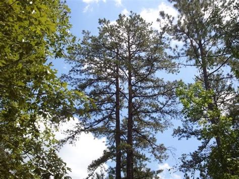 Pine Trees In East Texas Upper Class Vlog Image Bank