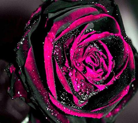 Pin By Christy Wood On Love It Pink And Black Wallpaper Beautiful