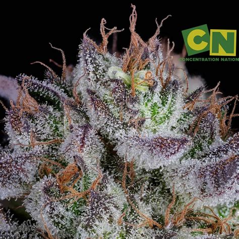 Strain Gallery Zombie Kush Ripper Seeds Pic 27022023166015712 By Jsapimp