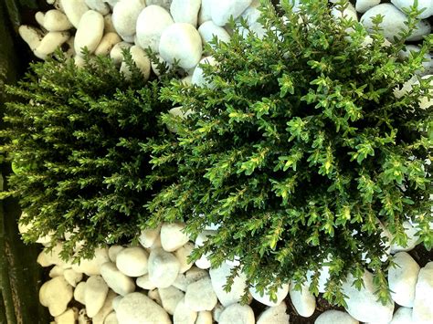 Check spelling or type a new query. ᐅ Thymian auf dem Balkon pflanzen & pflegen ++ Tipps ...