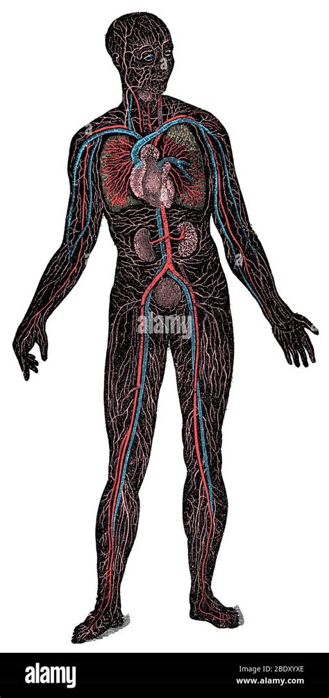 Sistema Cardiovascular Fotografías E Imágenes De Alta Resolución Alamy