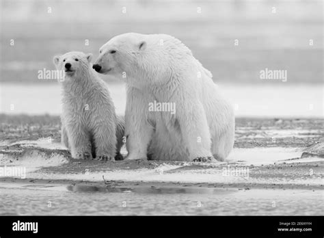 Polar Bear Ursus Maritimus Mother And Cub In The Arctic Circle Of