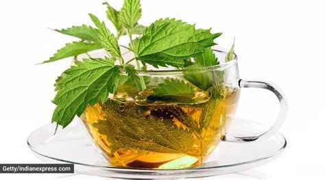 Have You Tried The Nettle Tea Heres Why You Should Health News