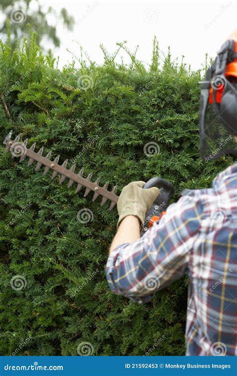 Man Trimming Hedge Stock Image Image Of Cutting Hedge 21592453