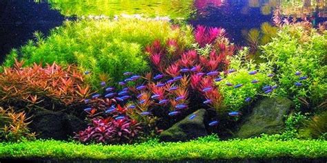 In fact, there is some kind of a japan style minimalist to wild forest style adopts the look of natural nature. Understanding Dutch Aquascaping Style | The Aquarium Guide ...