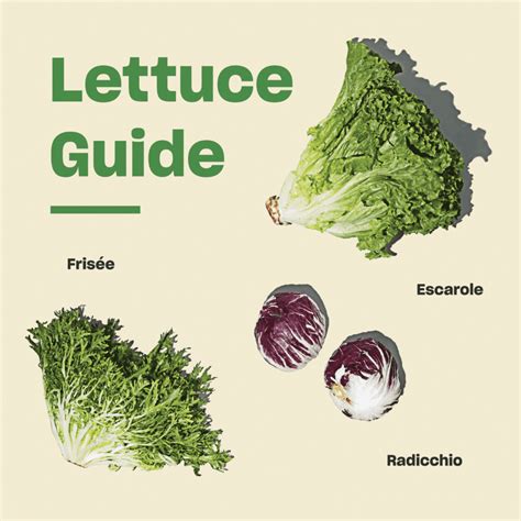 Not Just For Salads Everything You Need To Know About Lettuce