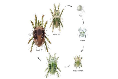 The Various Stages Of The Spider Mite Koppert Us