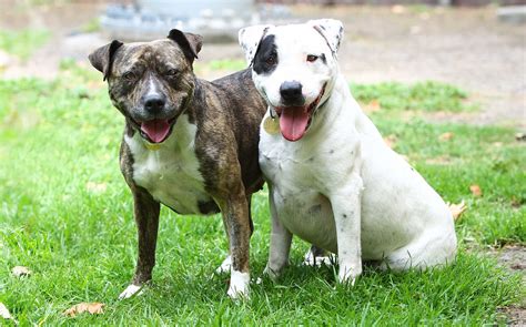 Super Staffies Softies With Big Hearts