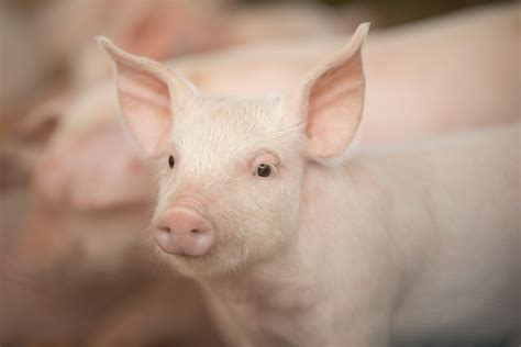 The Benefits Of A Quality Weaned Pig Pic