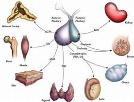 Image result for pituitary gland 