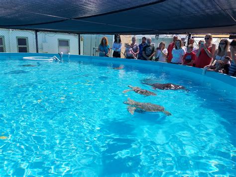Guide To Visiting The Turtle Hospital In Marathon Coco Plum Vacation
