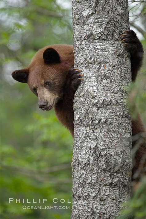 Black Bear In A Tree Ursus Americanus Orr Minnesota 18867
