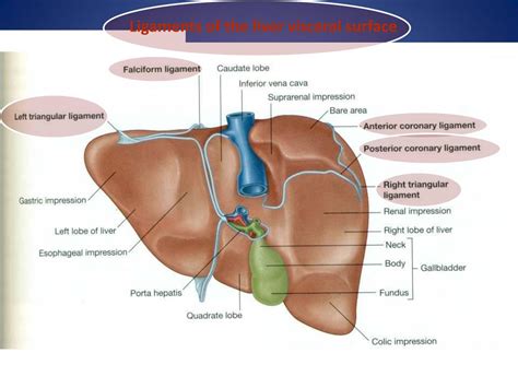 Ppt Liver Powerpoint Presentation Free Download Id2161297