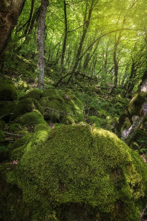 Many Stones Covered With Moss Lying In The Forest Stock Photo Image