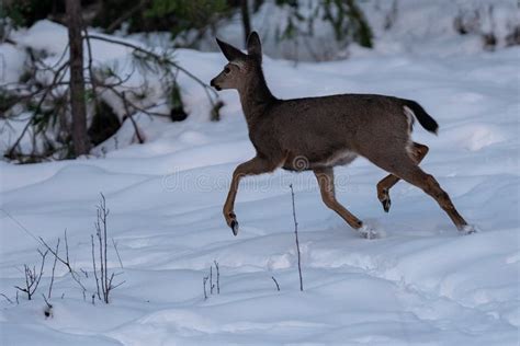 White Tailed Deer Running In Snow Stock Photo Image Of People