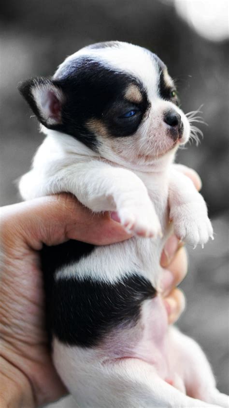 Chihuahua Cute Baby Animals Chihuahua Breeds Chihuahua Puppies